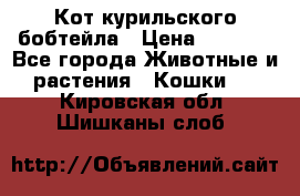 Кот курильского бобтейла › Цена ­ 5 000 - Все города Животные и растения » Кошки   . Кировская обл.,Шишканы слоб.